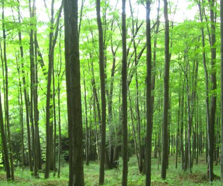 Young Trees along the Finger Lakes Trail in Cattaraugus County