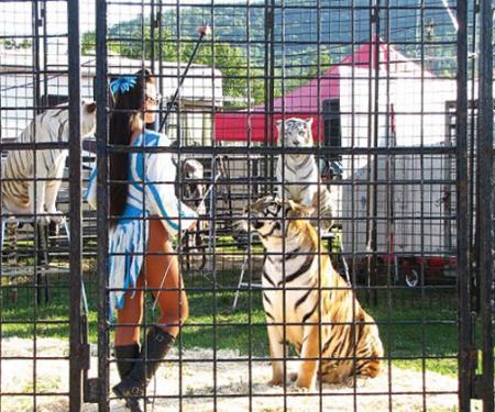 Tiger show at McKean County Fair in Pennsylvania