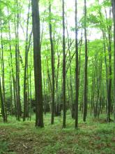 Young Trees along the Finger Lakes Trail in Cattaraugus County