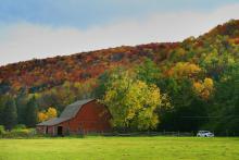 Fall scene in Allegheny National Forest