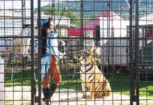 Tiger show at McKean County Fair in Pennsylvania