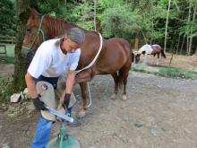 Joe Lyford working on a horses hoof